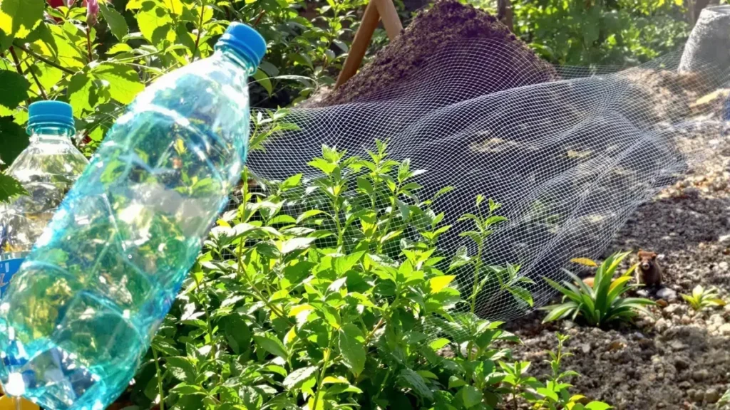 Leer hoe een simpele plastic fles je kan helpen om de ratten uit je tuin te verjagen